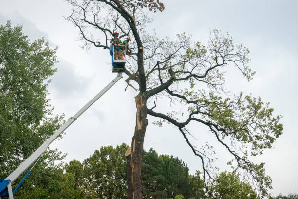 Best Best Tree Removal Services  in Browns Point, WA